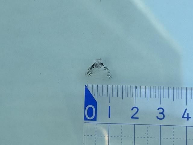 MITSUBISHI FUSOU SUPER GREAT 2023 Image 31