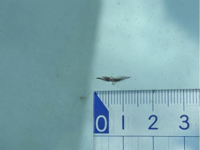 ISUZU ELF 2022 Image 31