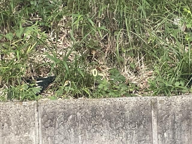 BMW Z4 2023 Image 31